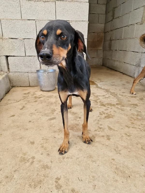 Abby, Mixed Breed (og:image)