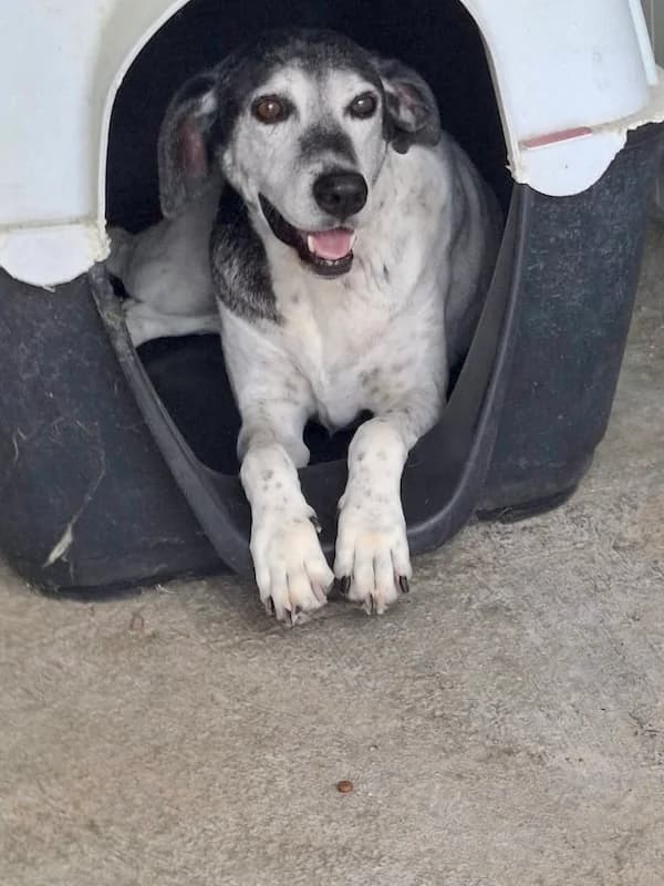 Alice, Mixed Breed (og:image)