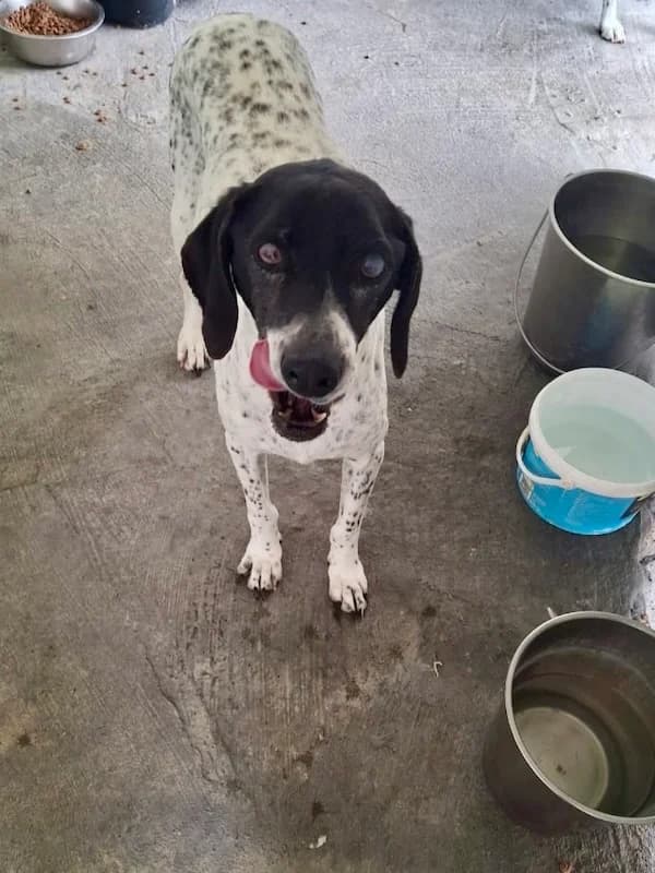 Alkis, Mixed Breed (og:image)