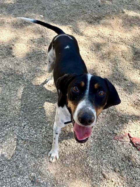 Benji, male 3yo Mixed Breed for adoption at og:image