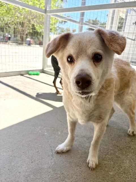 Bonnie, Mixed Breed (og:image)