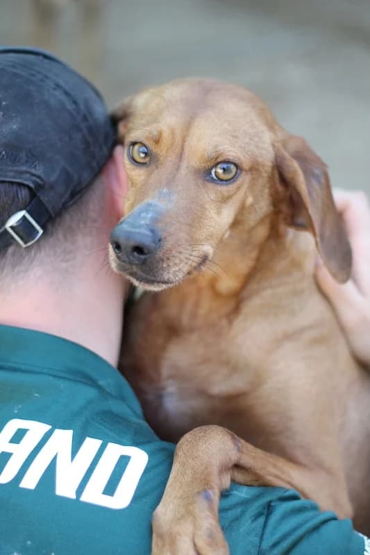 Danai, Mixed Breed (og:image)