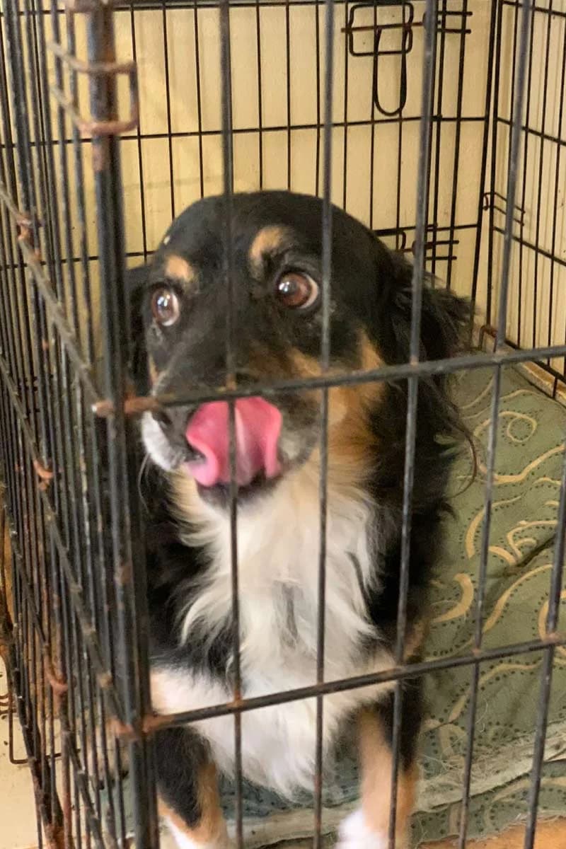 Dino, Mixed Breed (og:image)