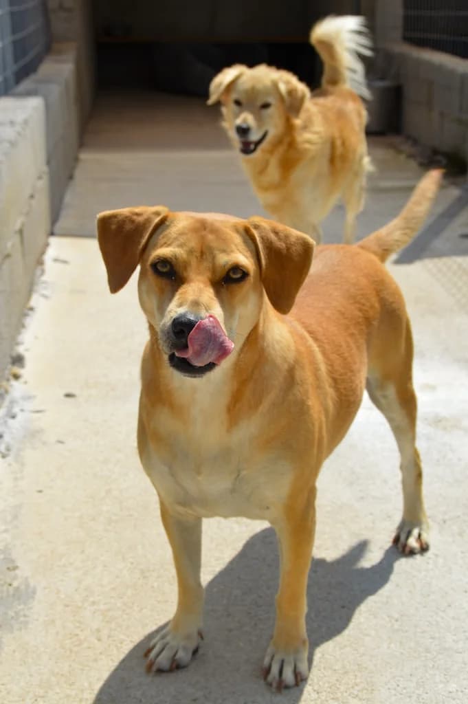 Donna, Mixed Breed (og:image)