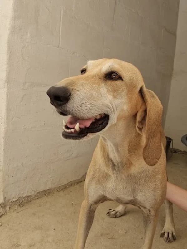 Emely, Mixed Breed (og:image)
