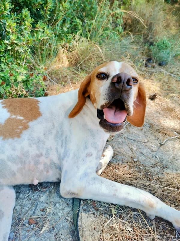 Emma, Mixed Breed (og:image)