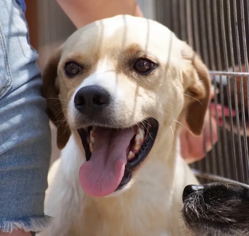 Fido, Mixed Breed (og:image)