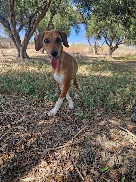 Finn, Mixed Breed (og:image)