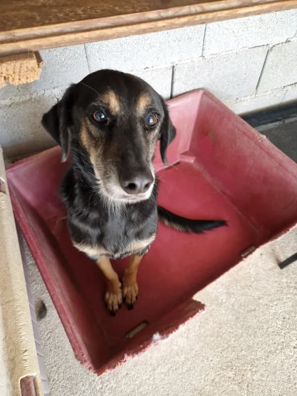 Vincent, Mixed Breed (og:image)