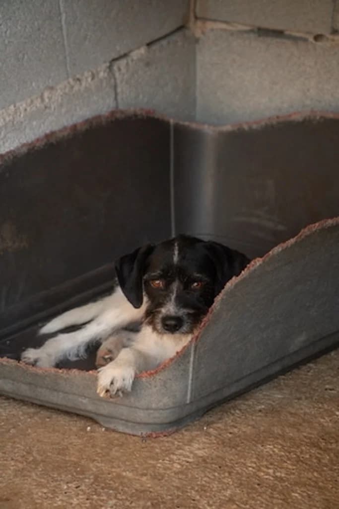 Freya, Mixed Breed (og:image)