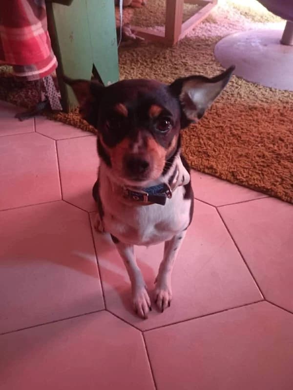 Spithos, male 3yo Mixed Breed for adoption at og:image