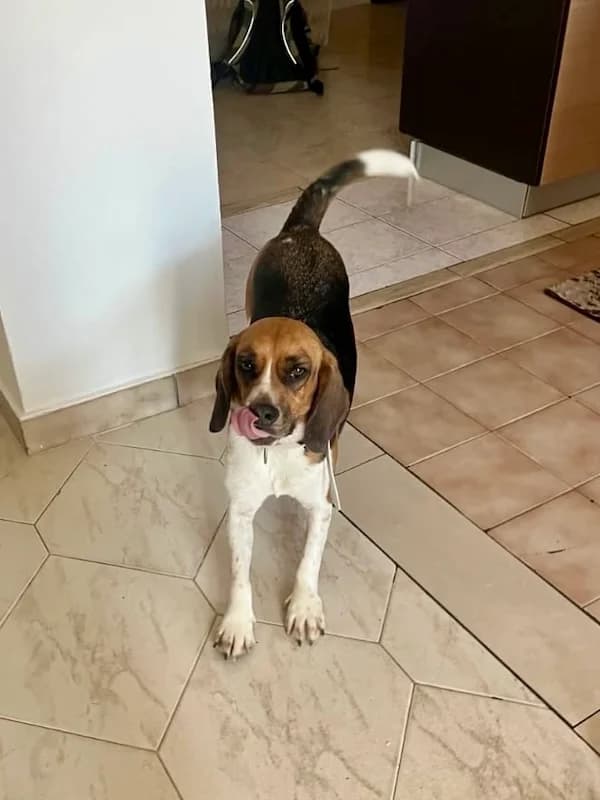 Hugo, Mixed Breed (og:image)