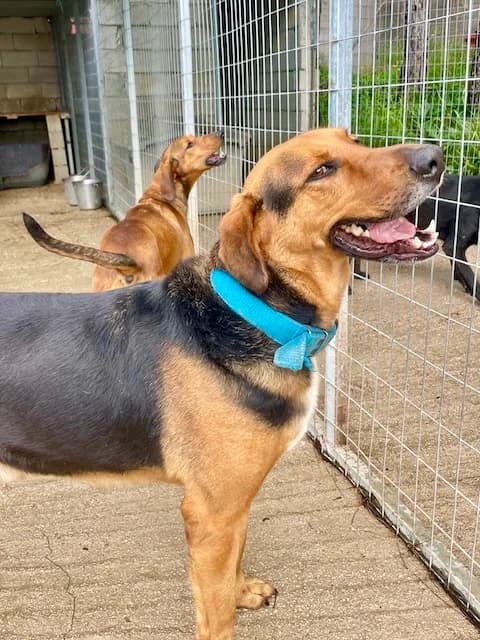Marley, Mixed Breed (og:image)