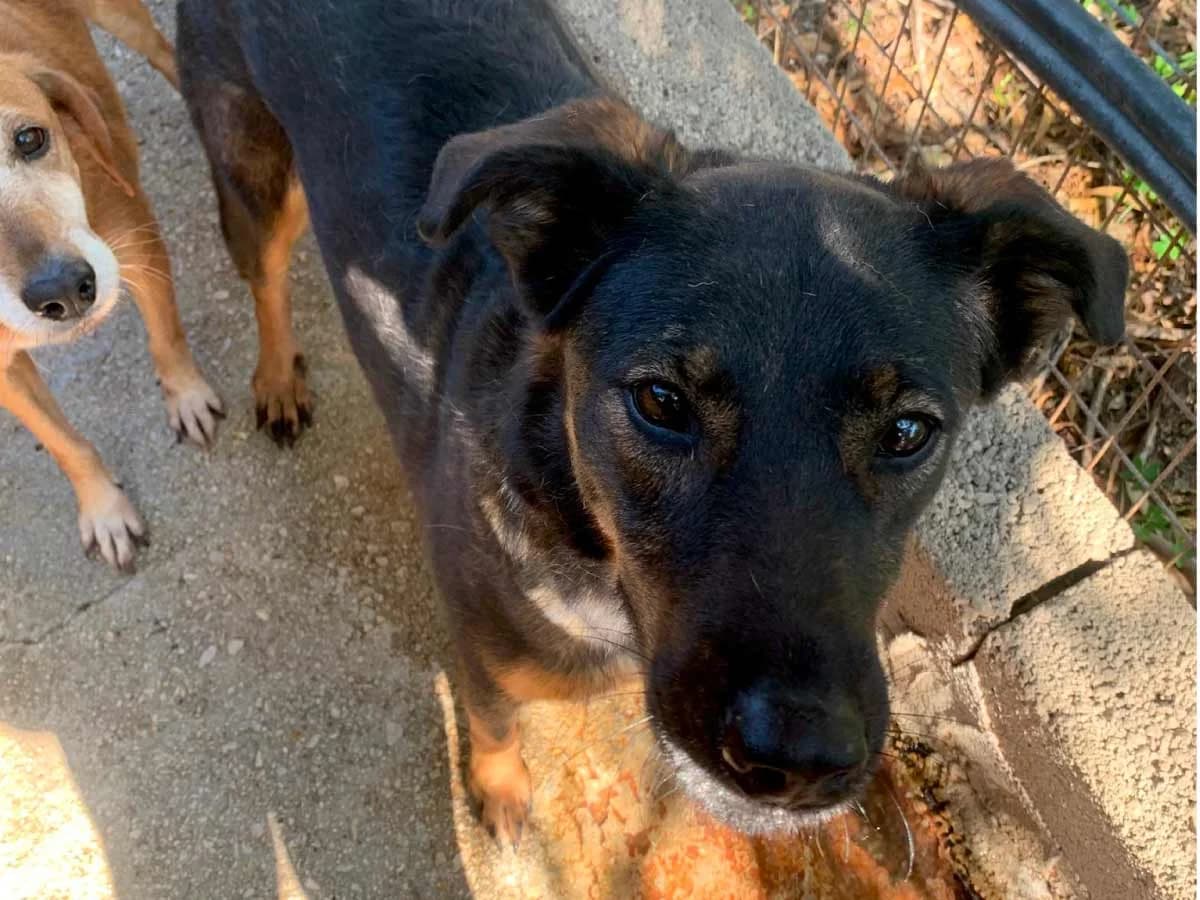 Cleo, female senior Mixed Breed for adoption at og:image