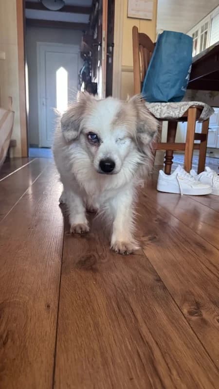 Kyon, Mixed Breed (og:image)