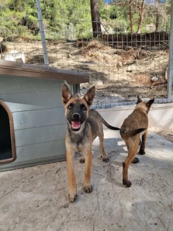 Lilo, Mixed Breed (og:image)