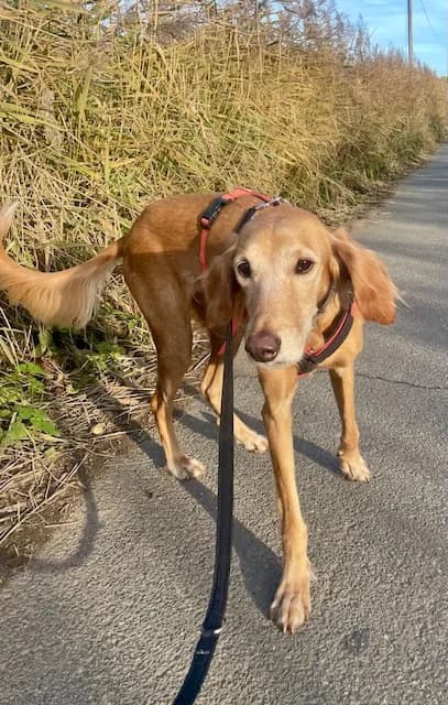 Lio,  6yo Mixed Breed for adoption at og:image