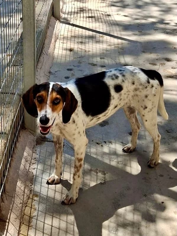 Lisa, Mixed Breed (og:image)