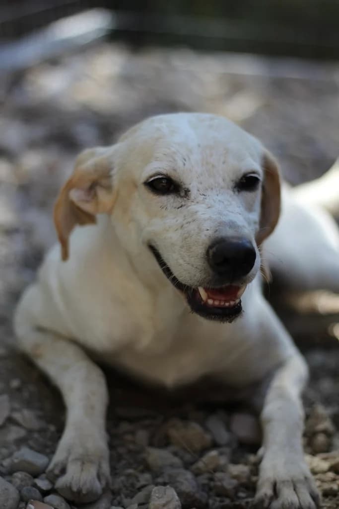 Loyia, Mixed Breed (og:image)