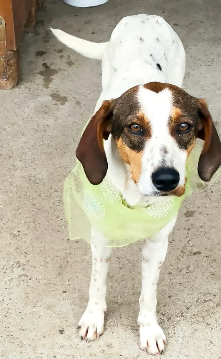 Lisa, Mixed Breed (og:image)
