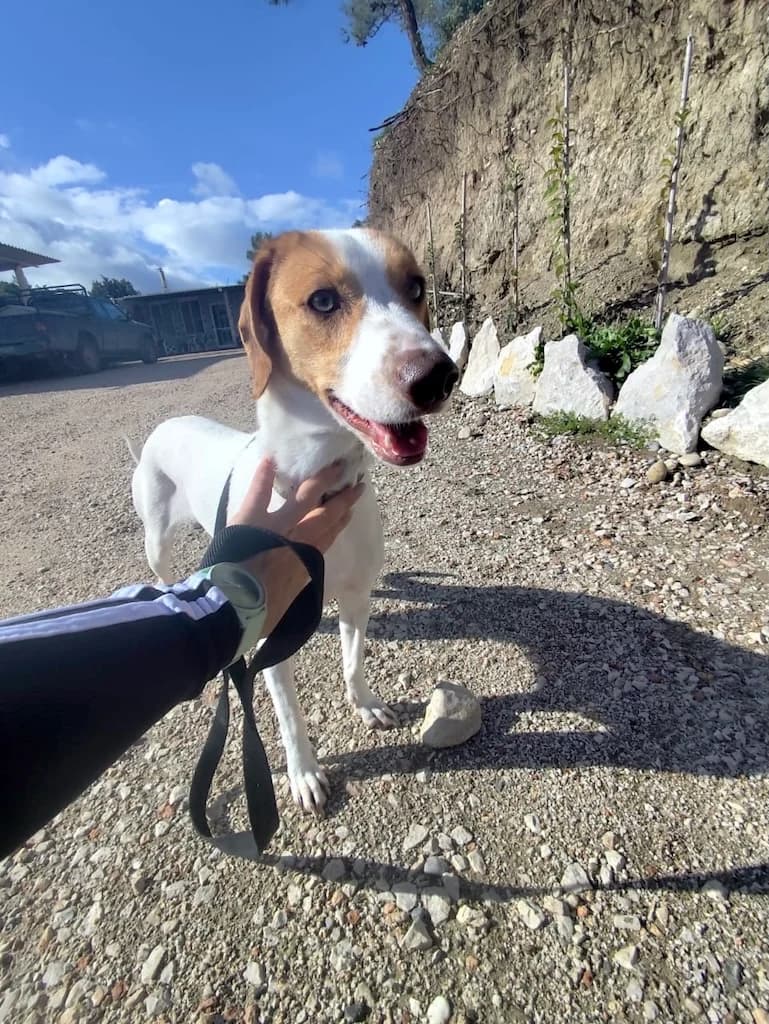 Lucy, Mixed Breed (og:image)