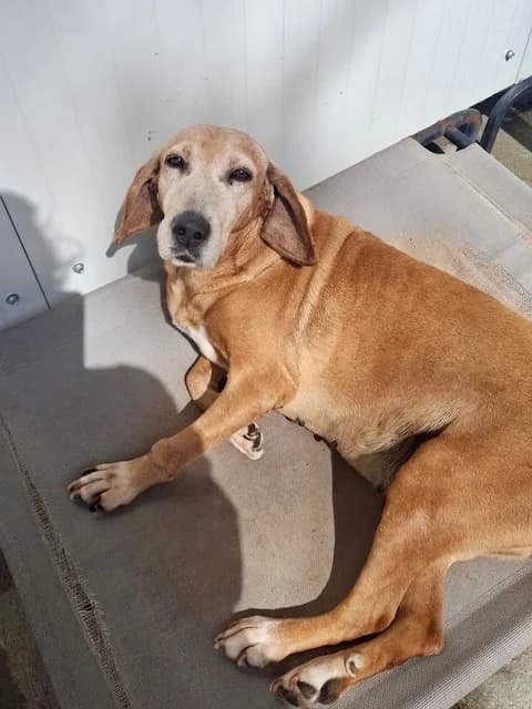Maggie,  5yo Mixed Breed for adoption at og:image