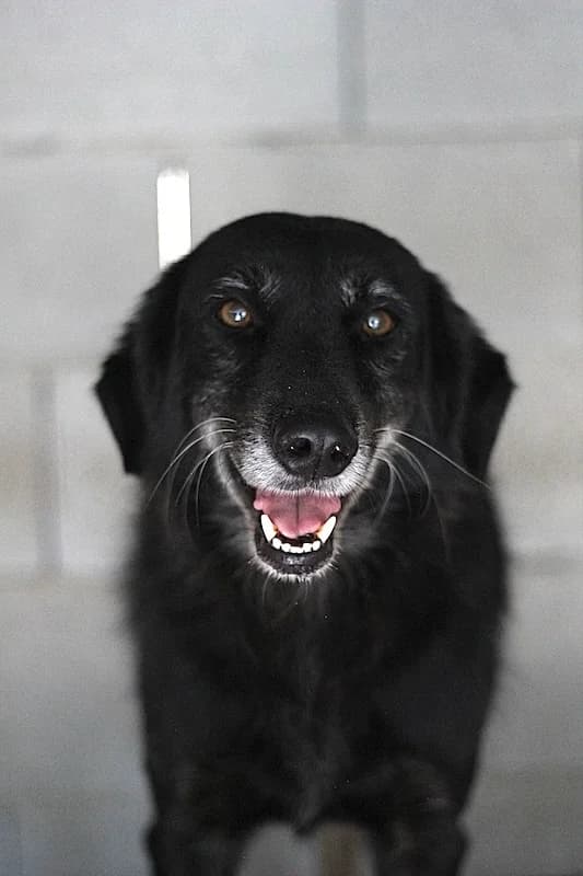 Malouk, Mixed Breed (og:image)