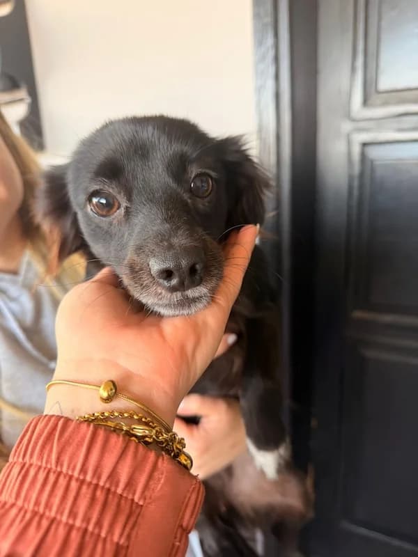 Marina, Mixed Breed (og:image)