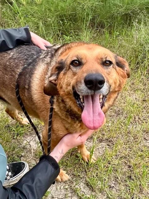Matteo, Mixed Breed (og:image)
