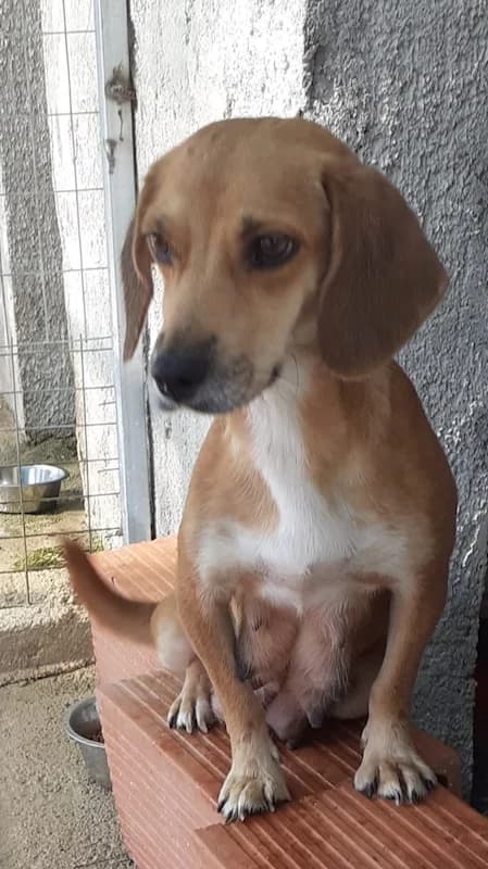 Minnie, Mixed Breed (og:image)