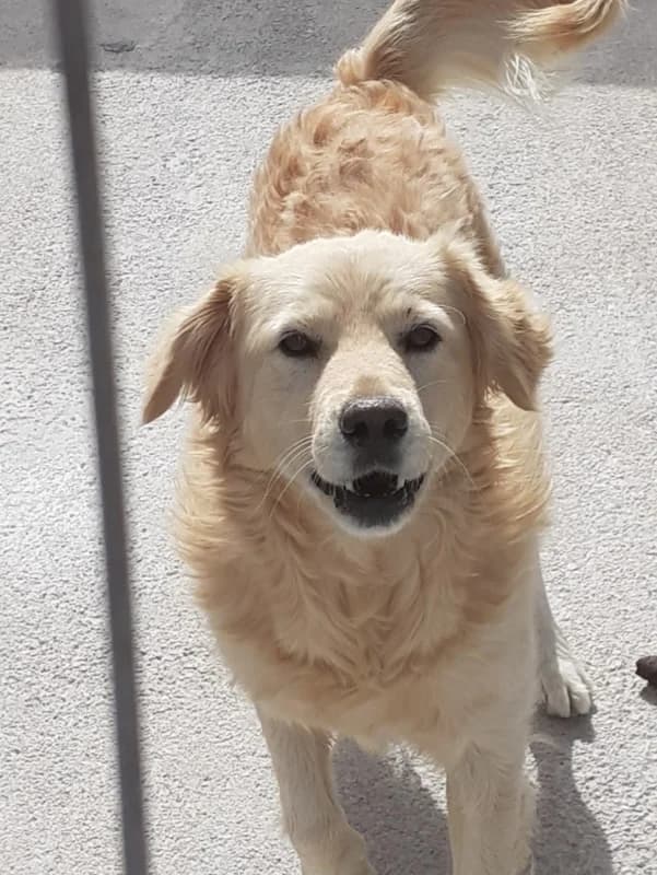 Noah, Mixed Breed (og:image)