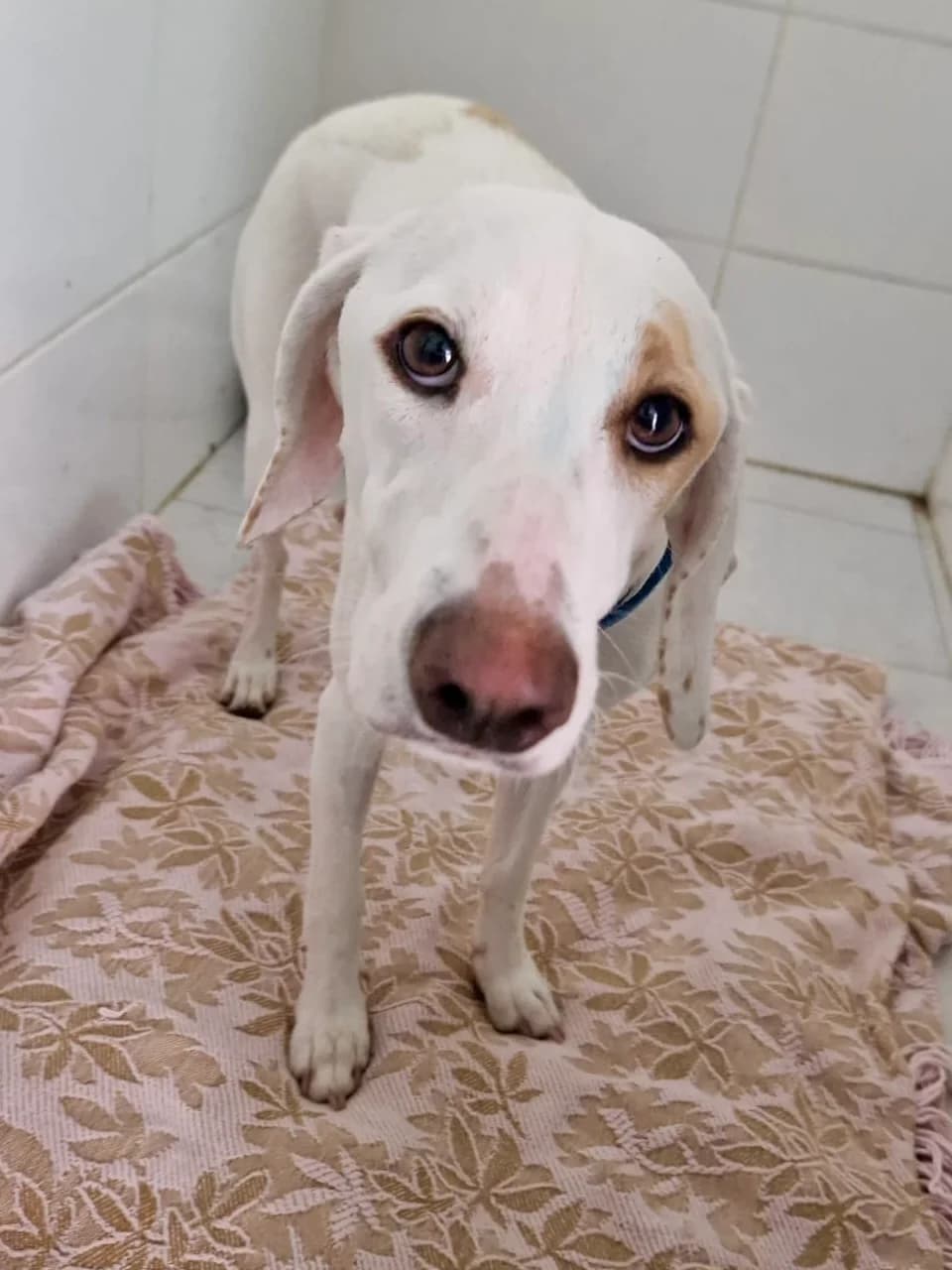 Nola, Mixed Breed (og:image)
