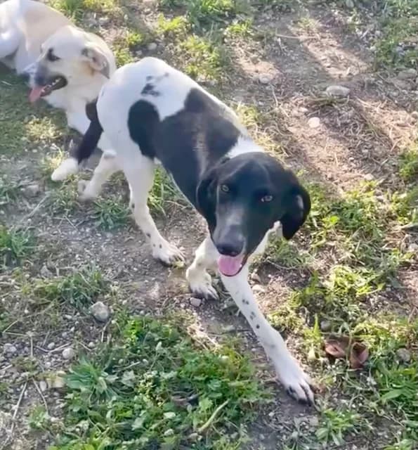 Peppo, Mixed Breed (og:image)