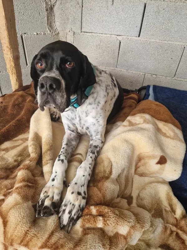 Pistos, Mixed Breed (og:image)