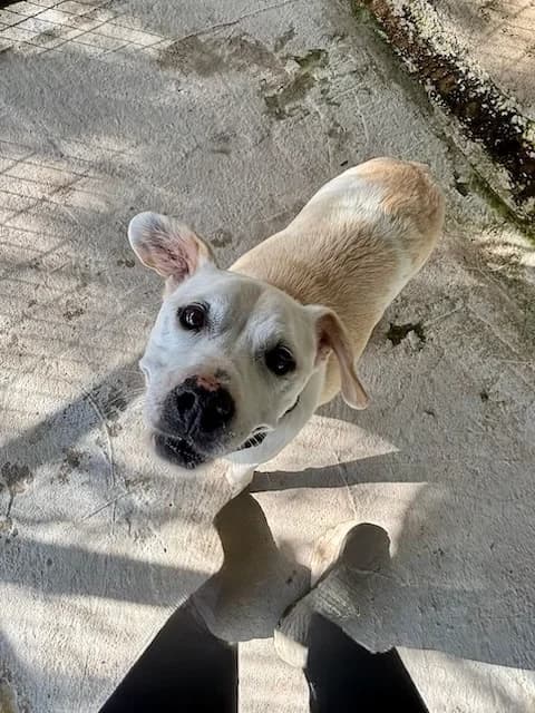 Prince, Mixed Breed (og:image)