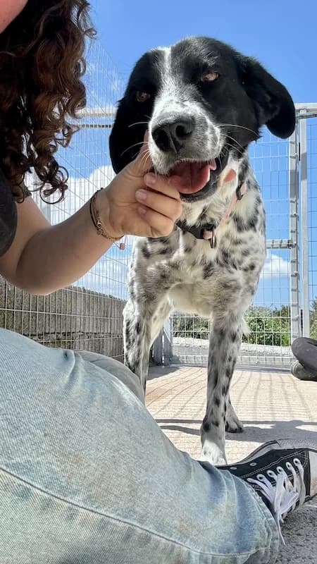Ravi, Mixed Breed (og:image)