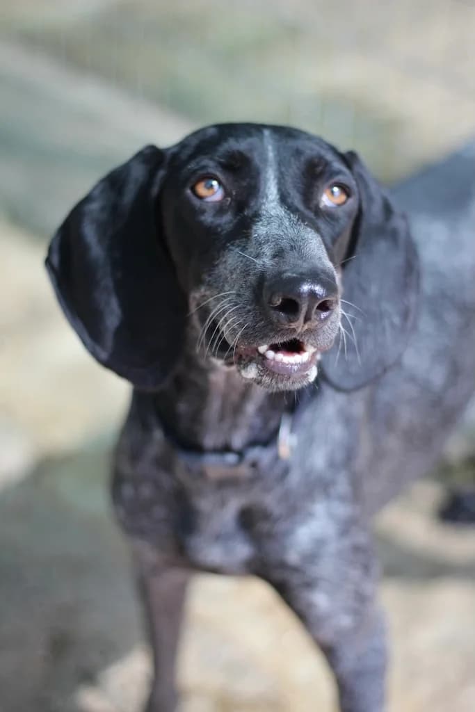 Rena, Mixed Breed (og:image)