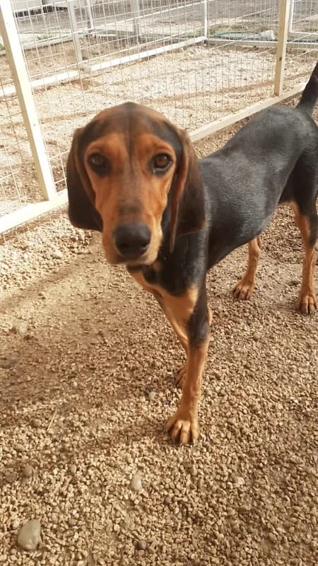 Rik, Mixed Breed (og:image)