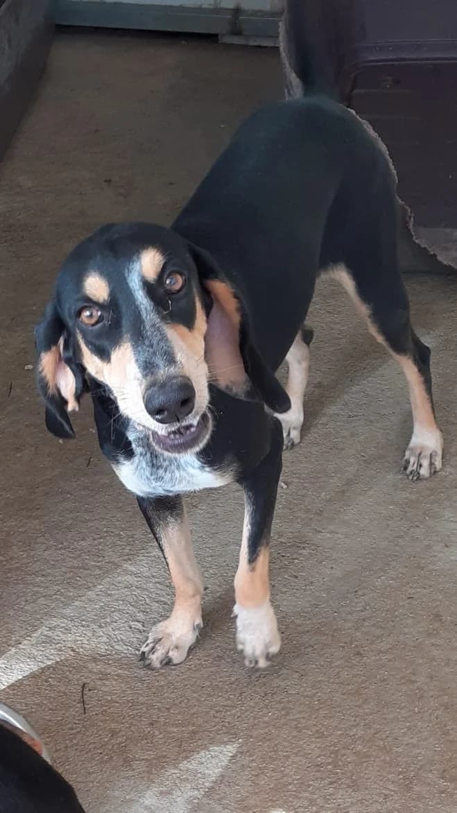 Rita, Mixed Breed (og:image)