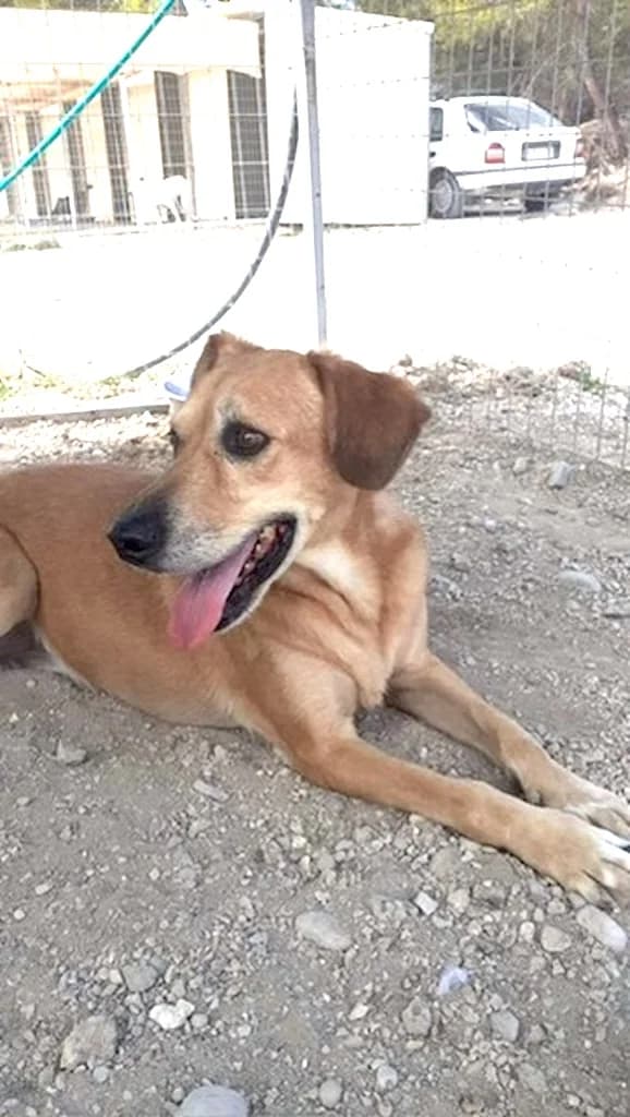 Sascha, Mixed Breed (og:image)