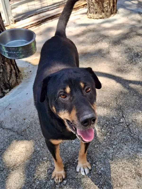 Sharpie, Mixed Breed (og:image)