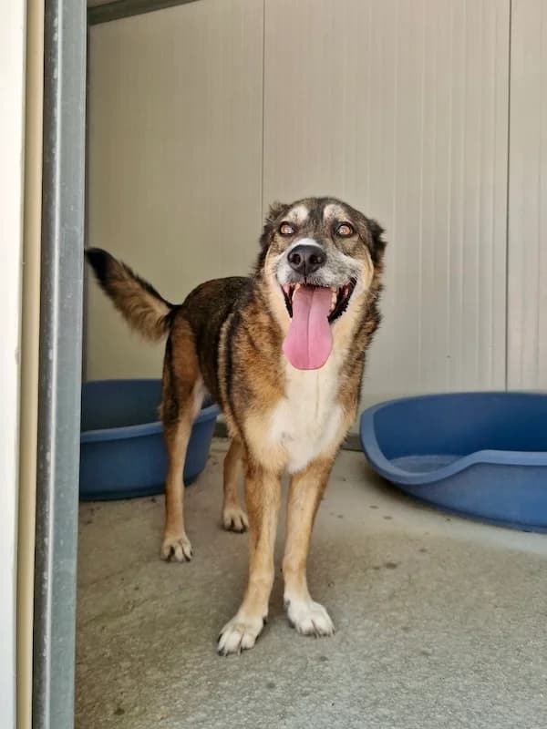 Simba, Mixed Breed (og:image)