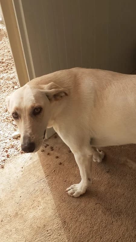 Snow, Mixed Breed (og:image)