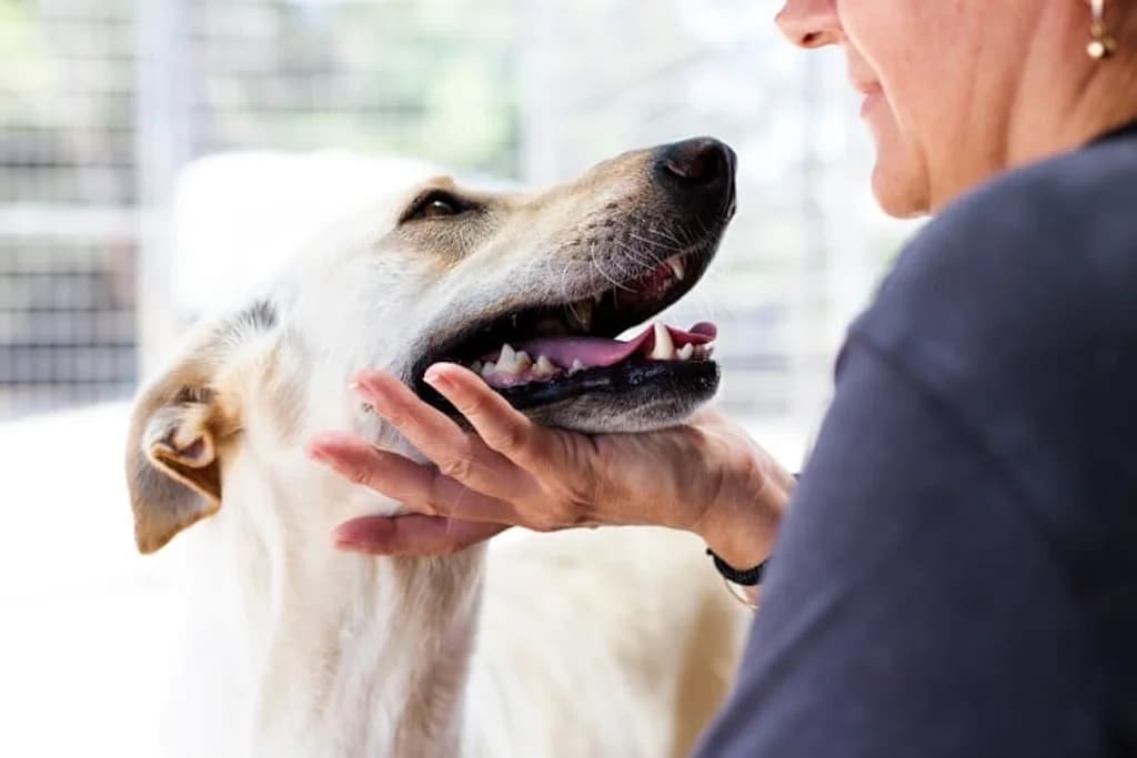 Snow, female 7yo Mixed Breed for adoption at og:image