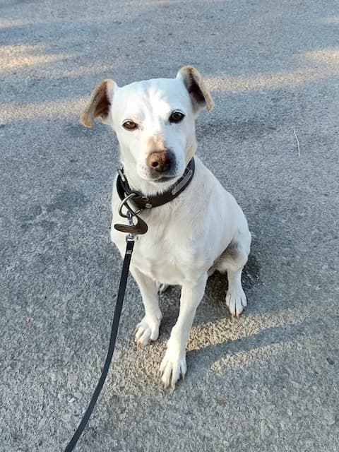 Sunny, Mixed Breed (og:image)