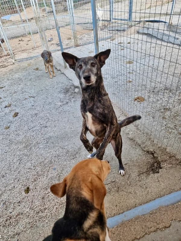 Timon, Mixed Breed (og:image)