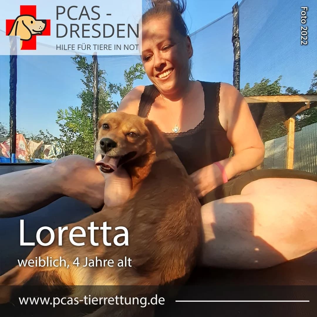 Loretta,  Mixed Breed for adoption at PCAS Dresden e.V., Dresden