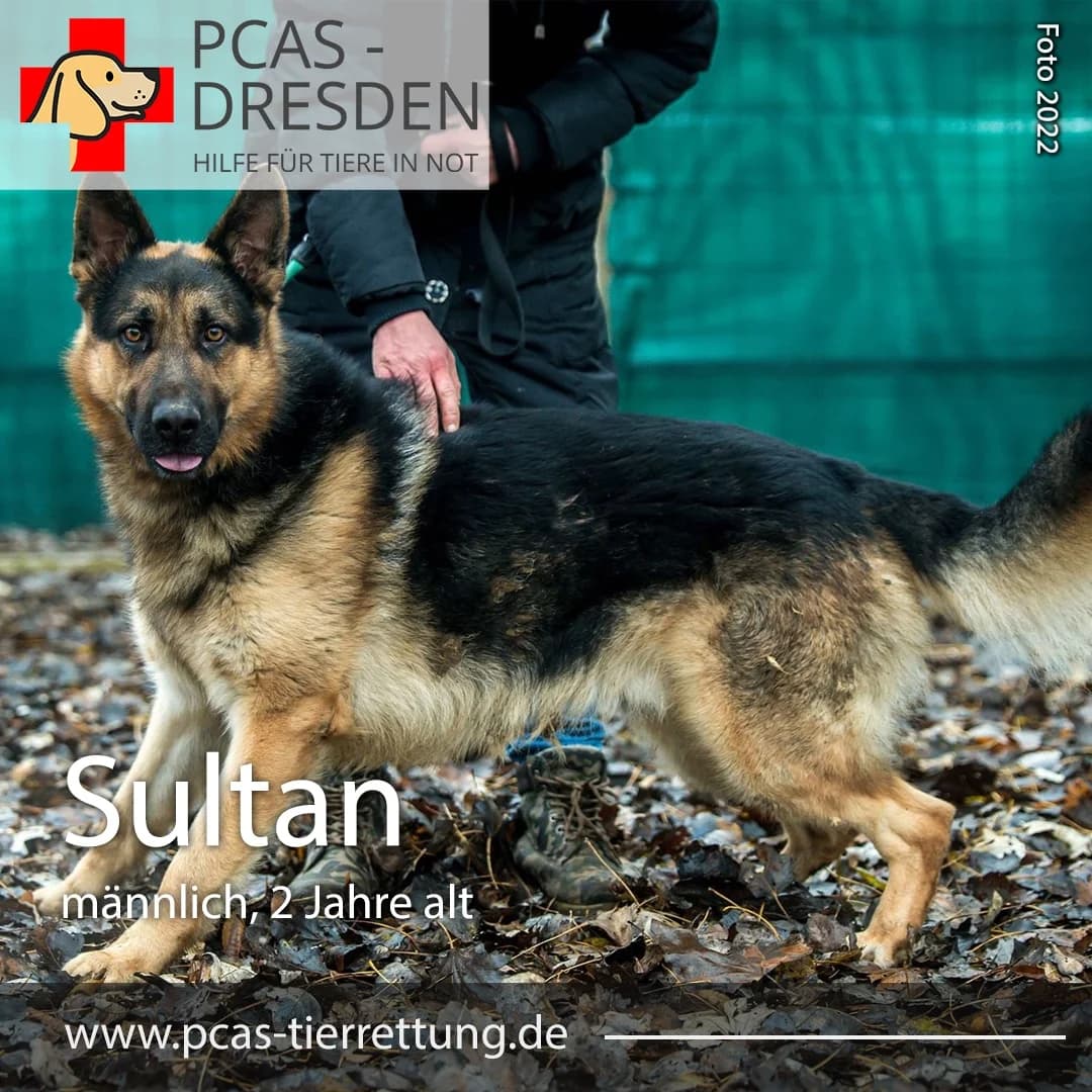 Sultan,  Mixed Breed for adoption at PCAS Dresden e.V., Dresden