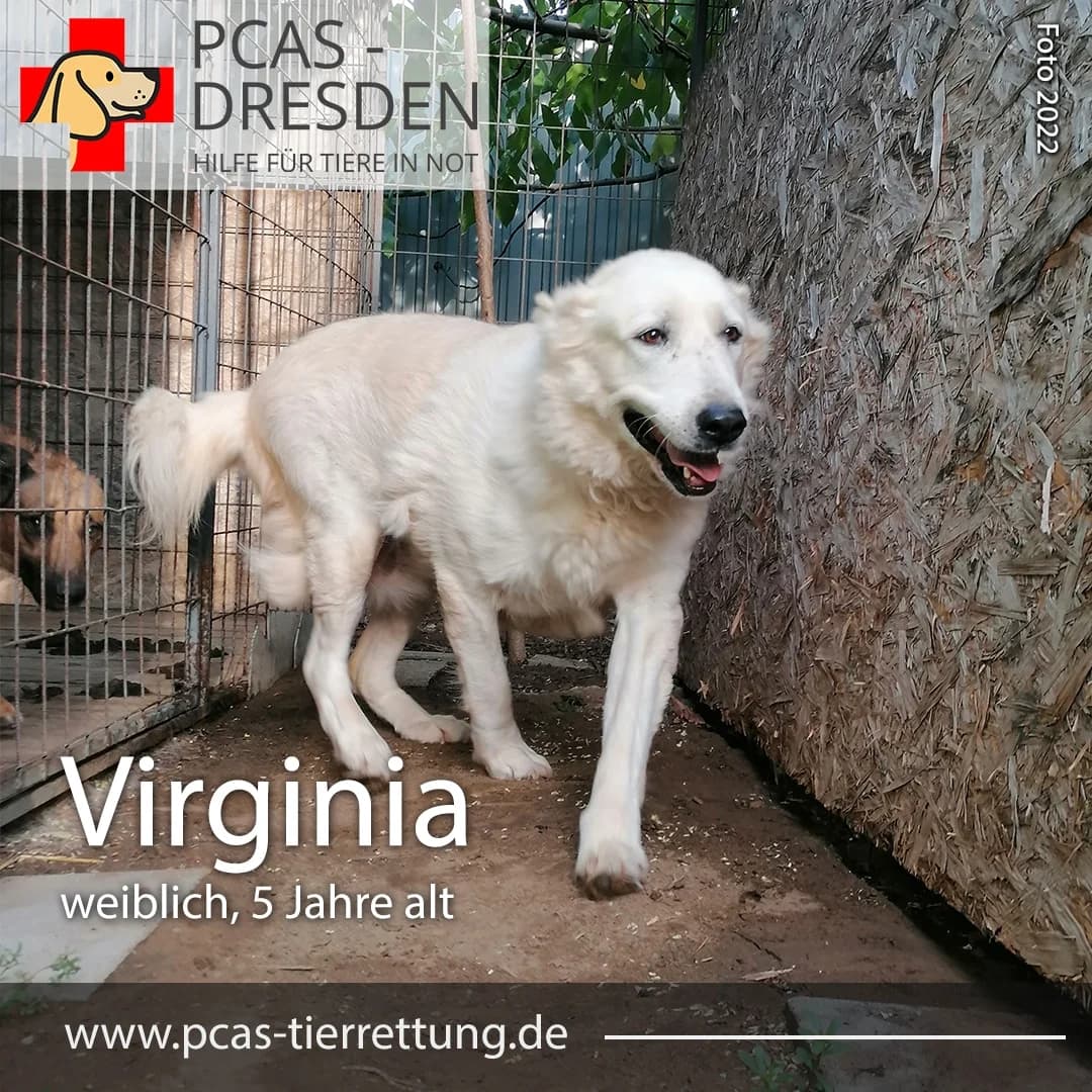 Virginia, Mixed Breed for adoption at PCAS Dresden e.V., Dresden