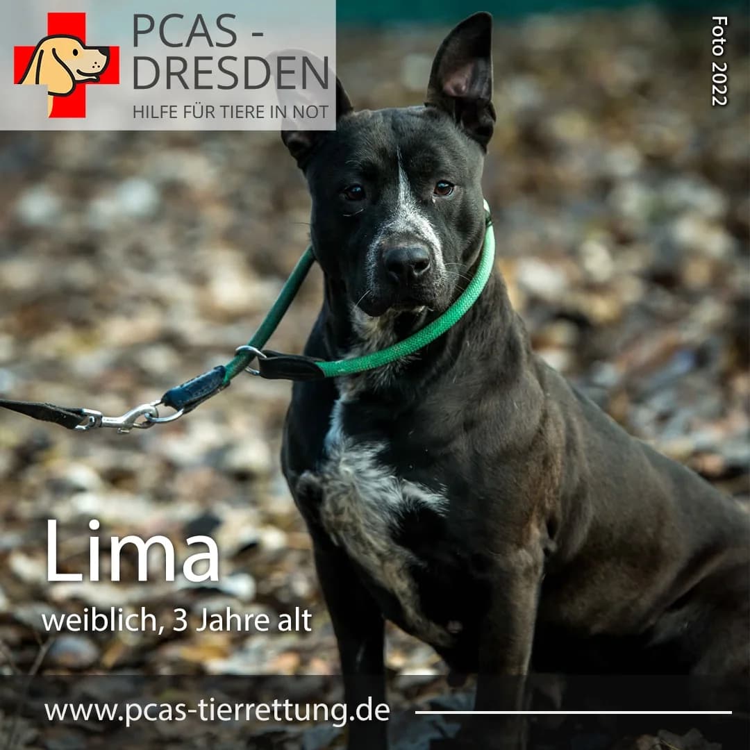 Lima,  Mixed Breed for adoption at PCAS Dresden e.V., Dresden